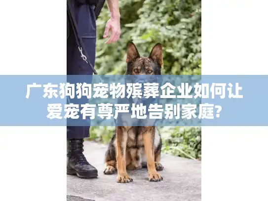 广东狗狗宠物殡葬企业如何让爱宠有尊严地告别家庭?