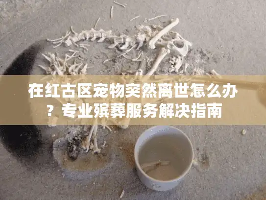 在红古区宠物突然离世怎么办？专业殡葬服务解决指南