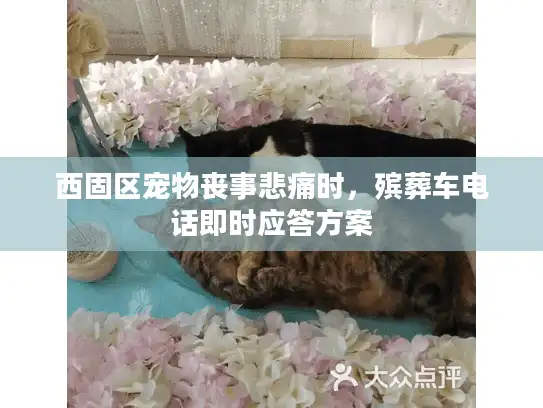 西固区宠物丧事悲痛时，殡葬车电话即时应答方案