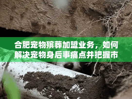 合肥宠物殡葬加盟业务，如何解决宠物身后事痛点并把握市场机遇？