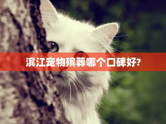 滨江宠物殡葬哪个口碑好?