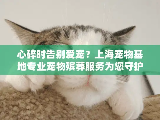 心碎时告别爱宠？上海宠物基地专业宠物殡葬服务为您守护