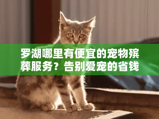 罗湖哪里有便宜的宠物殡葬服务？告别爱宠的省钱指南
