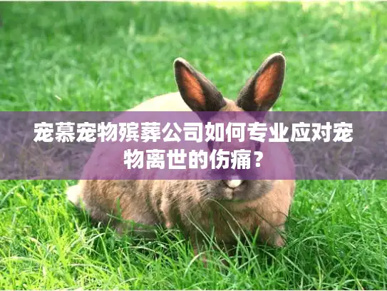 宠慕宠物殡葬公司如何专业应对宠物离世的伤痛？