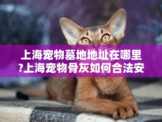 上海宠物墓地地址在哪里?上海宠物骨灰如何合法安放