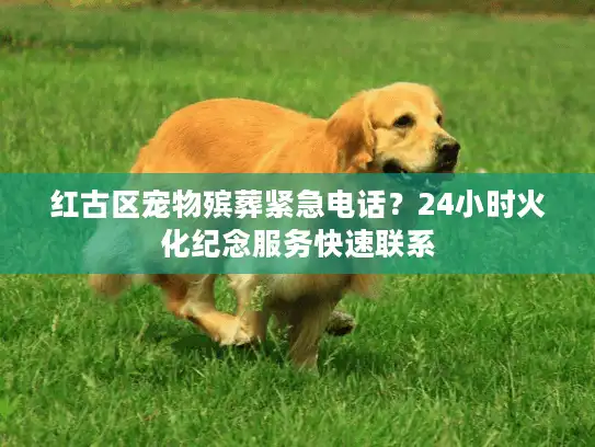 红古区宠物殡葬紧急电话？24小时火化纪念服务快速联系