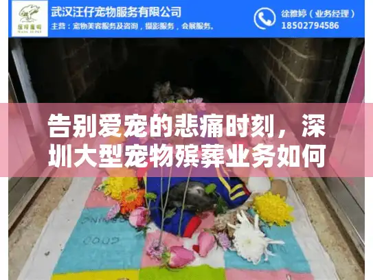 告别爱宠的悲痛时刻，深圳大型宠物殡葬业务如何提供贴心告别服务?