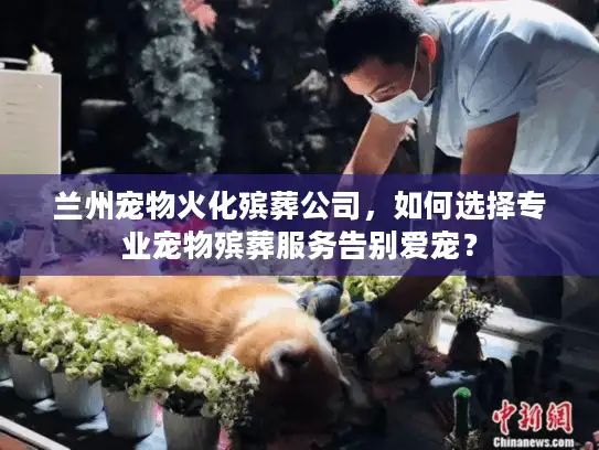 兰州宠物火化殡葬公司，如何选择专业宠物殡葬服务告别爱宠？