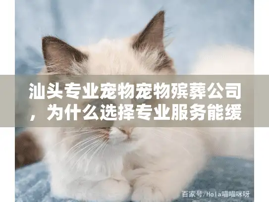 汕头专业宠物宠物殡葬公司，为什么选择专业服务能缓解你的哀痛？