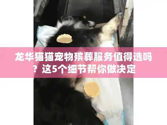 龙华猫猫宠物殡葬服务值得选吗？这5个细节帮你做决定