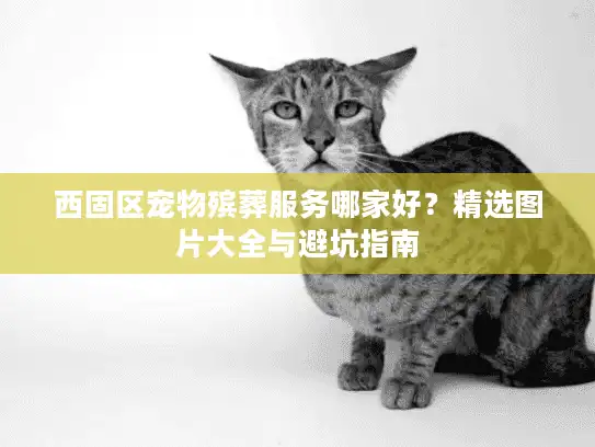 西固区宠物殡葬服务哪家好？精选图片大全与避坑指南