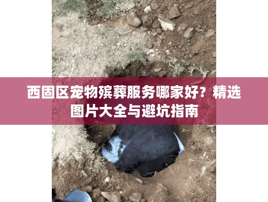 西固区宠物殡葬服务哪家好？精选图片大全与避坑指南