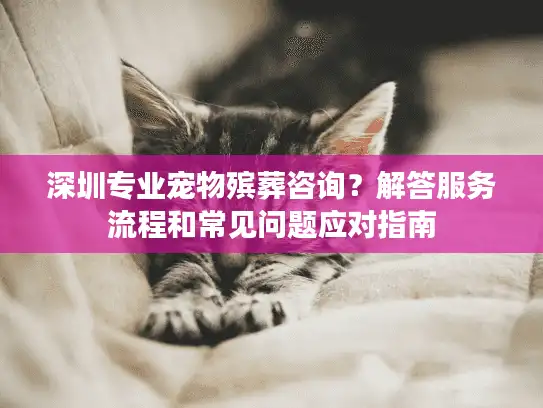 深圳专业宠物殡葬咨询？解答服务流程和常见问题应对指南
