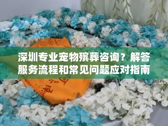 深圳专业宠物殡葬咨询？解答服务流程和常见问题应对指南