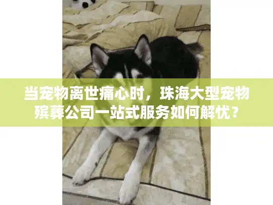 当宠物离世痛心时，珠海大型宠物殡葬公司一站式服务如何解忧？