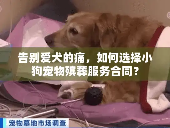 告别爱犬的痛，如何选择小狗宠物殡葬服务合同？
