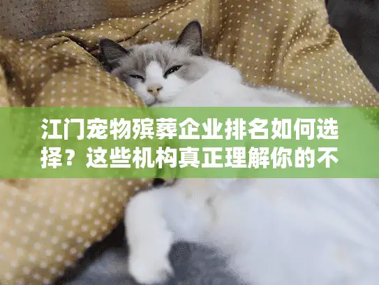 江门宠物殡葬企业排名如何选择？这些机构真正理解你的不舍与需求