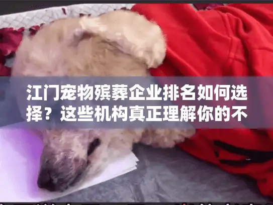 江门宠物殡葬企业排名如何选择？这些机构真正理解你的不舍与需求