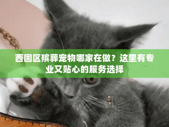 西固区殡葬宠物哪家在做？这里有专业又贴心的服务选择