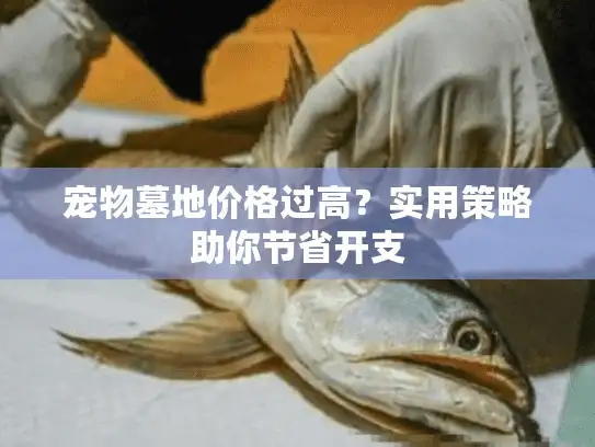 宠物墓地价格过高？实用策略助你节省开支