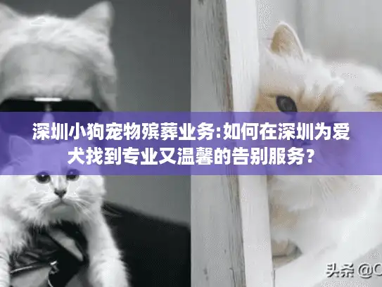 深圳小狗宠物殡葬业务:如何在深圳为爱犬找到专业又温馨的告别服务？
