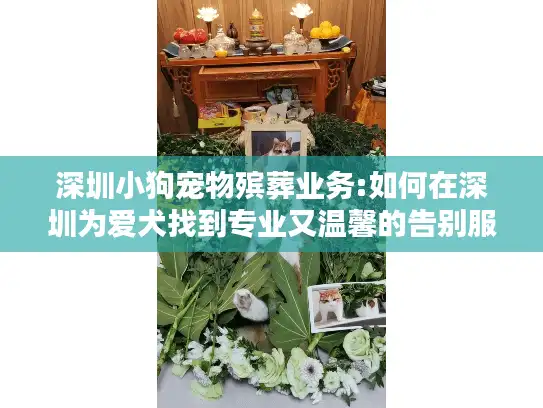 深圳小狗宠物殡葬业务:如何在深圳为爱犬找到专业又温馨的告别服务？