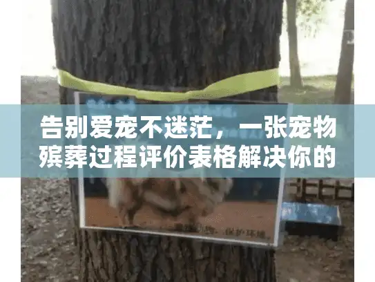 告别爱宠不迷茫，一张宠物殡葬过程评价表格解决你的所有顾虑