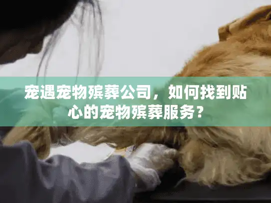 宠遇宠物殡葬公司，如何找到贴心的宠物殡葬服务？