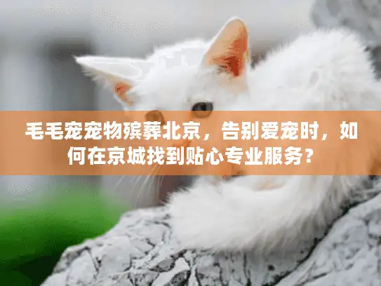 毛毛宠宠物殡葬北京，告别爱宠时，如何在京城找到贴心专业服务？