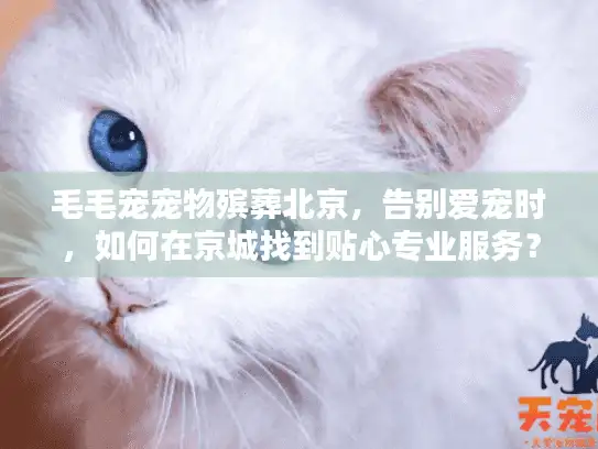 毛毛宠宠物殡葬北京，告别爱宠时，如何在京城找到贴心专业服务？
