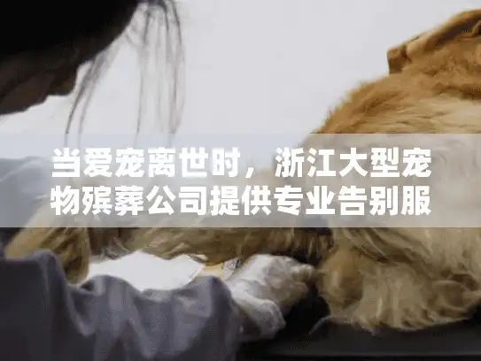 当爱宠离世时，浙江大型宠物殡葬公司提供专业告别服务