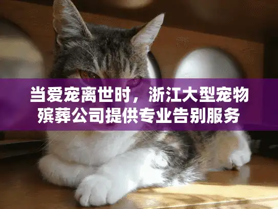 当爱宠离世时，浙江大型宠物殡葬公司提供专业告别服务