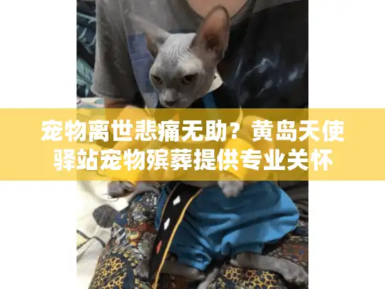 宠物离世悲痛无助？黄岛天使驿站宠物殡葬提供专业关怀