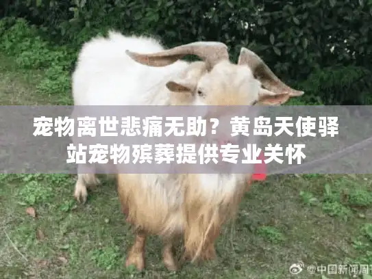 宠物离世悲痛无助？黄岛天使驿站宠物殡葬提供专业关怀