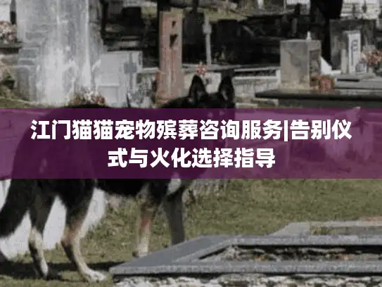 江门猫猫宠物殡葬咨询服务|告别仪式与火化选择指导