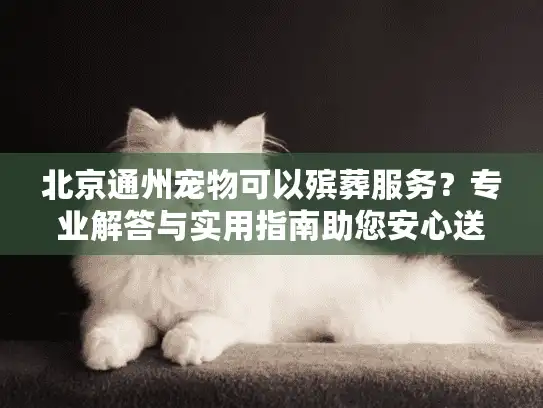 北京通州宠物可以殡葬服务？专业解答与实用指南助您安心送别爱宠