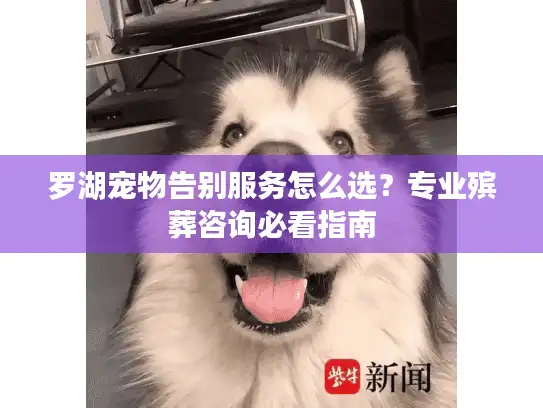 罗湖宠物告别服务怎么选？专业殡葬咨询必看指南
