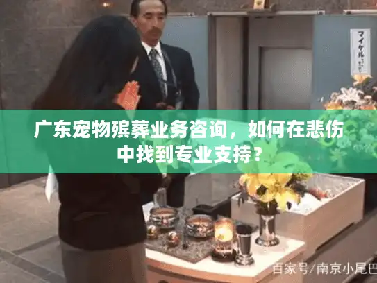 广东宠物殡葬业务咨询，如何在悲伤中找到专业支持？
