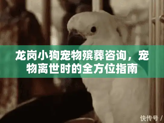 龙岗小狗宠物殡葬咨询，宠物离世时的全方位指南