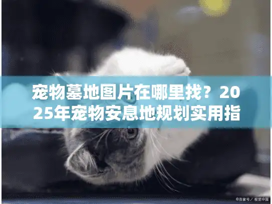 宠物墓地图片在哪里找？2025年宠物安息地规划实用指南