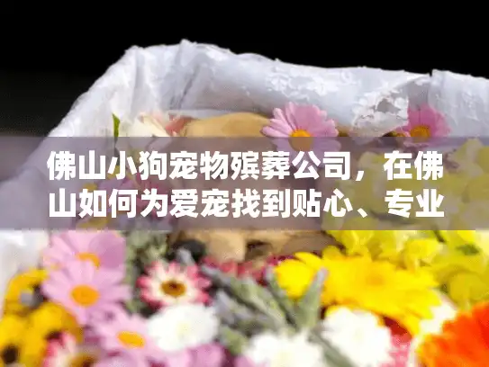佛山小狗宠物殡葬公司，在佛山如何为爱宠找到贴心、专业的告别服务？