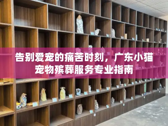 告别爱宠的痛苦时刻，广东小猫宠物殡葬服务专业指南
