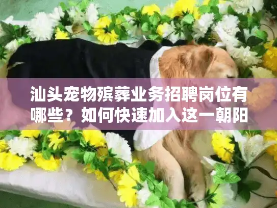 汕头宠物殡葬业务招聘岗位有哪些？如何快速加入这一朝阳行业？
