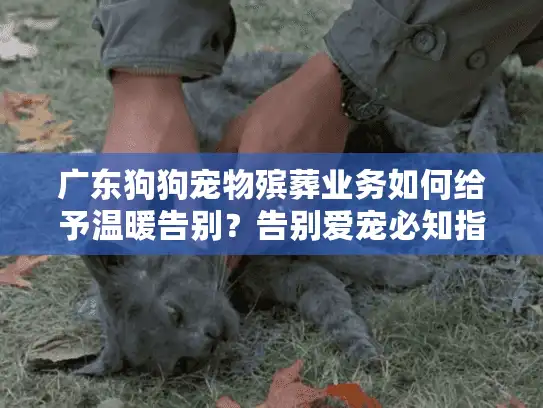 广东狗狗宠物殡葬业务如何给予温暖告别？告别爱宠必知指南