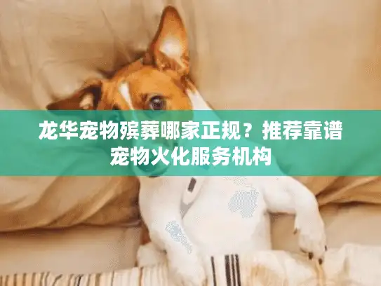 龙华宠物殡葬哪家正规？推荐靠谱宠物火化服务机构