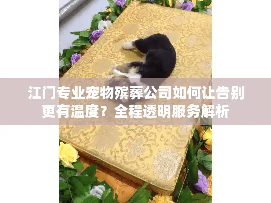 江门专业宠物殡葬公司如何让告别更有温度？全程透明服务解析