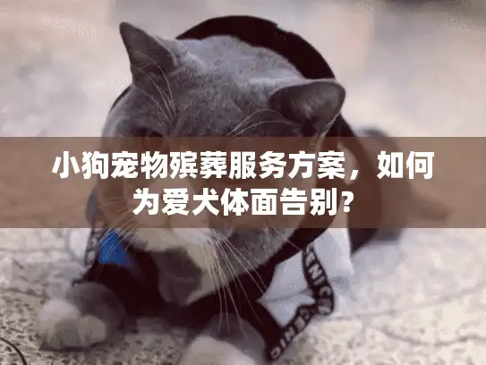 小狗宠物殡葬服务方案，如何为爱犬体面告别？