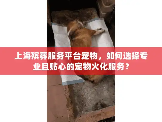 上海殡葬服务平台宠物，如何选择专业且贴心的宠物火化服务？