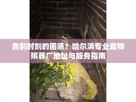 告别时刻的困惑？哈尔滨专业宠物殡葬厂地址与服务指南
