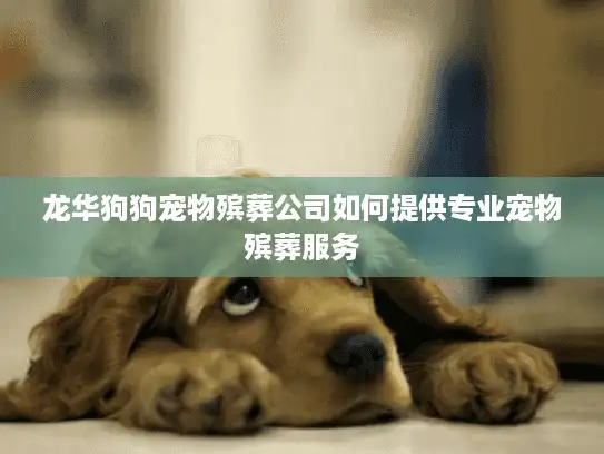 龙华狗狗宠物殡葬公司如何提供专业宠物殡葬服务